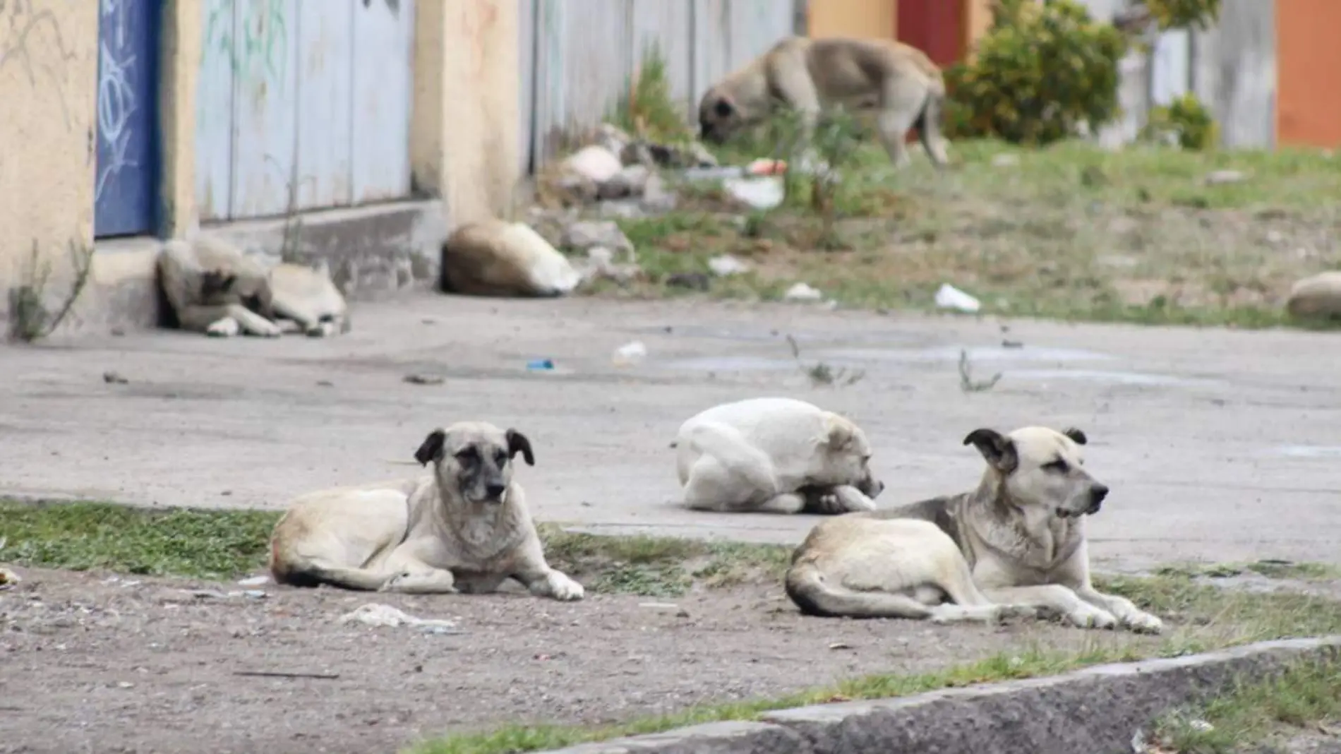 Perros en situación de calle, problema que persiste en el municipio de Puebla